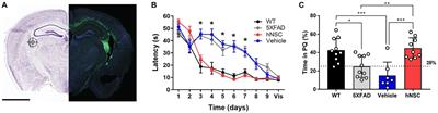 Human neural stem cells restore spatial memory in a transgenic Alzheimer’s disease mouse model by an immunomodulating mechanism